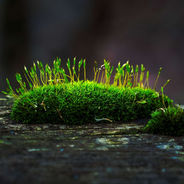 Close-up of a tree branch covered in lush green moss and fresh leaves, with a blurred natural background, conveying a serene mood.