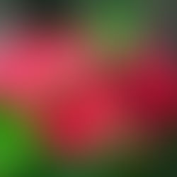 January 15th - The Crown of Thorns