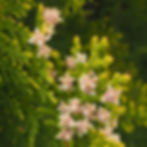 Green arborvitae foliage with clusters of small, pale pink flowers against a blurred background. The scene has a fresh and natural feel.