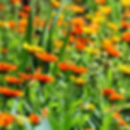 Vibrant orange and yellow marigold bloom in a lush, green garden, creating a cheerful and lively atmosphere.