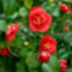 Red camellia flowers with vibrant green leaves, blooming in a garden. The mood is serene and natural, with rich colors and leafy background.