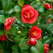 Red camellia flowers with vibrant green leaves, blooming in a garden. The mood is serene and natural, with rich colors and leafy background.