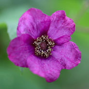 March 4th - The Raspberry