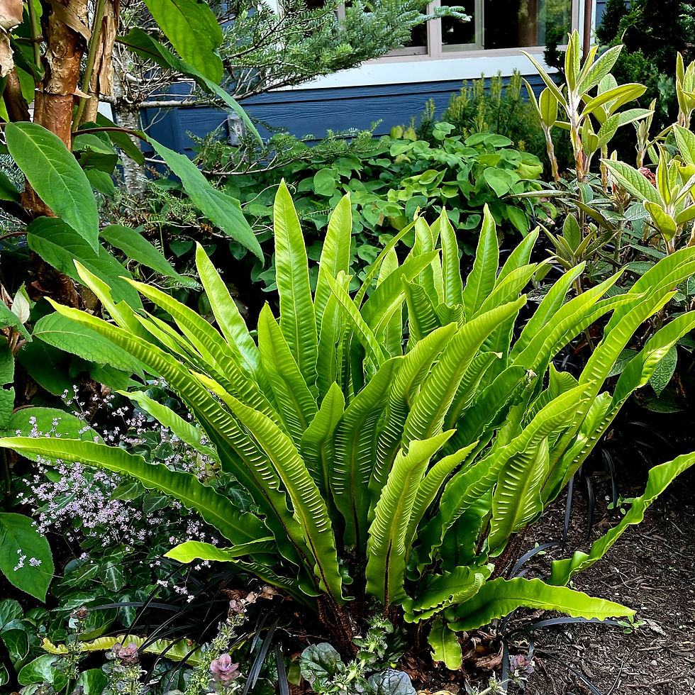 Bright green harts tongue fern with long leaves in a lush garden setting, surrounded by various plants and flowers, near a blue wooden building.