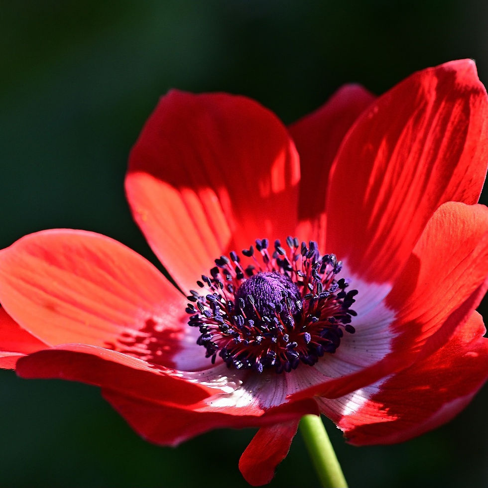 April 4th - The Red Anemone