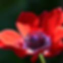 April 4th - The Red Anemone