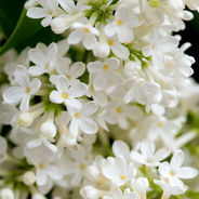 June 26th - The White Lilac