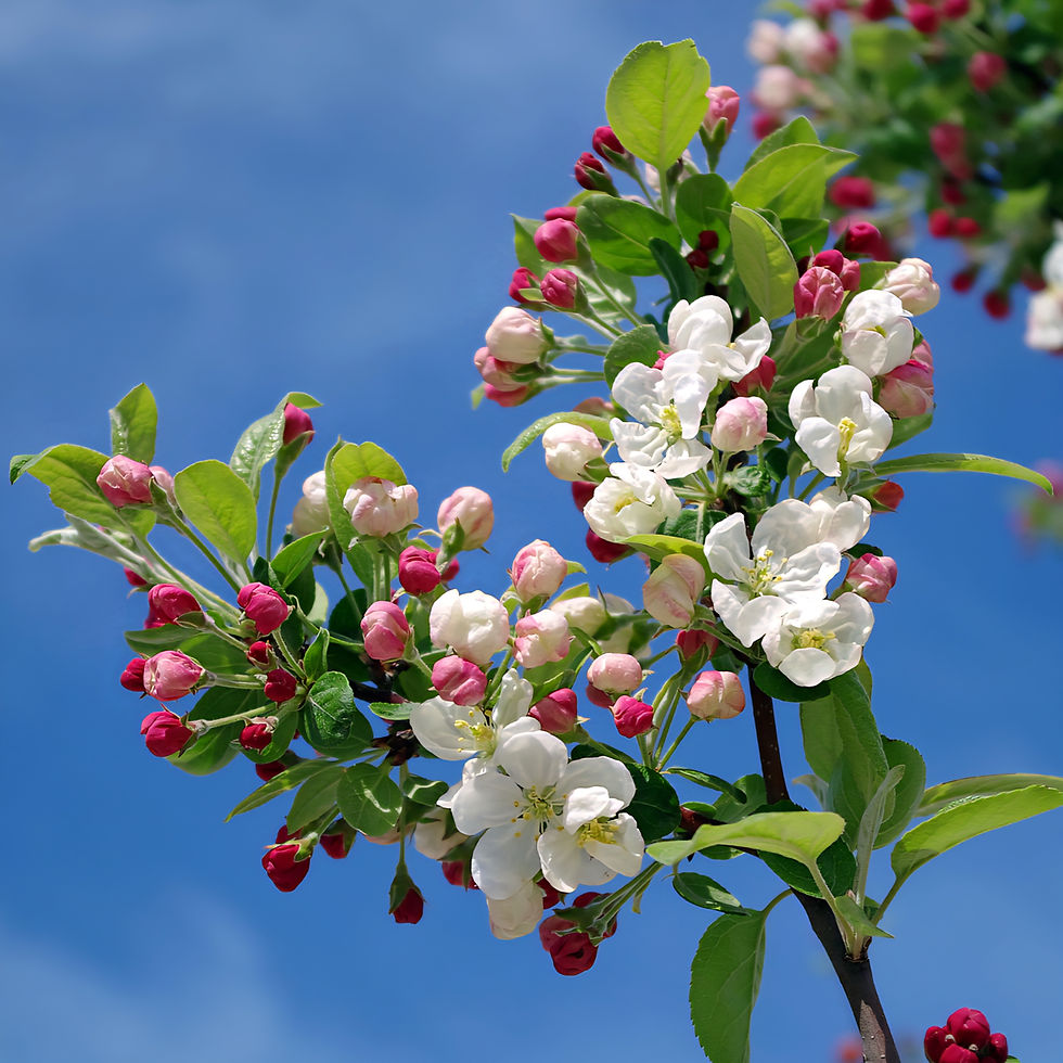 White and pink Apple blossoms on a tree branch against a blurred green and blue background, creating a serene and vibrant spring scene.
