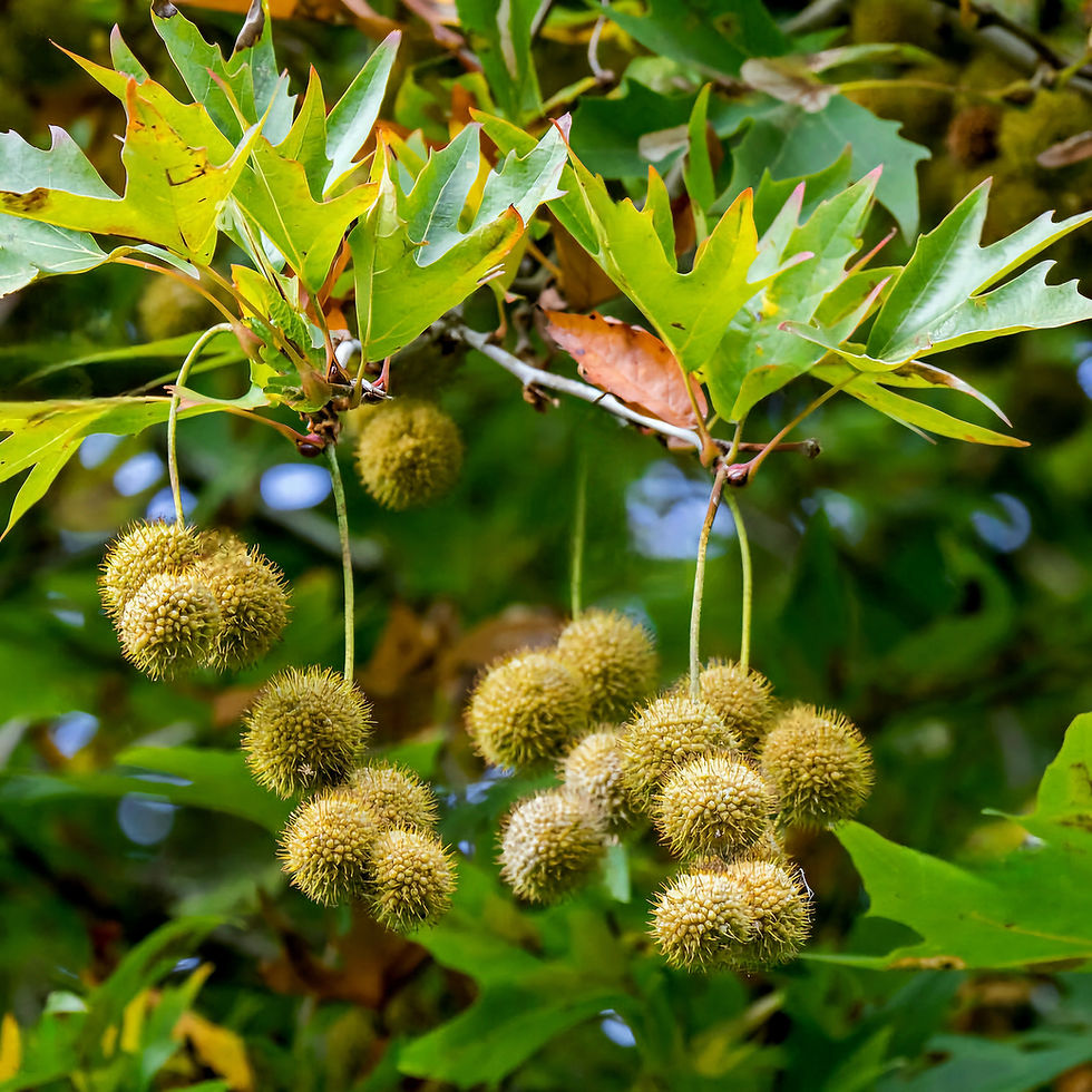 Green sycamore seeds hang from a platanus tree branch with jagged leaves. The background is lush with shades of green, creating a fresh, natural vibe.