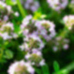 Close-up of purple thyme flowers with green leaves, basking in sunlight. Background is a blur of greenery, creating a serene garden scene.