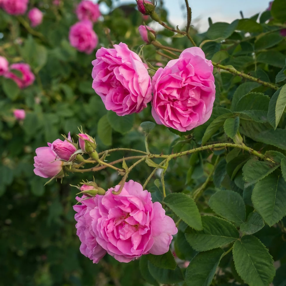 Pink damask roses in full bloom with lush green leaves in the background, creating a vibrant and serene garden scene.