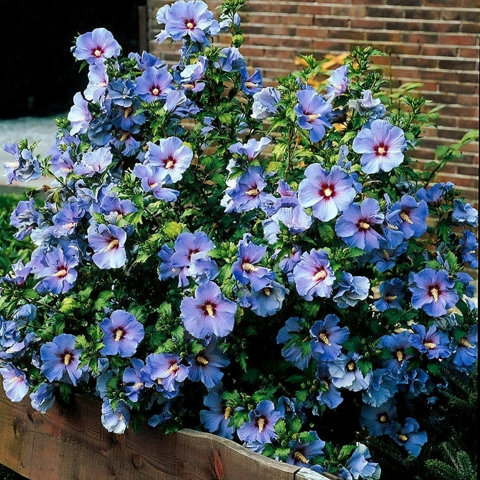 Purple hibiscus flowers in full bloom in a wooden planter against a brick wall background. Lush greenery adds to the vibrant scene.