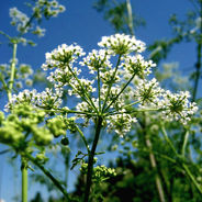 Close-up of white flowering  hemlock plant against a clear blue sky. Green stems and leaves fill the background, creating a vibrant, natural scene.