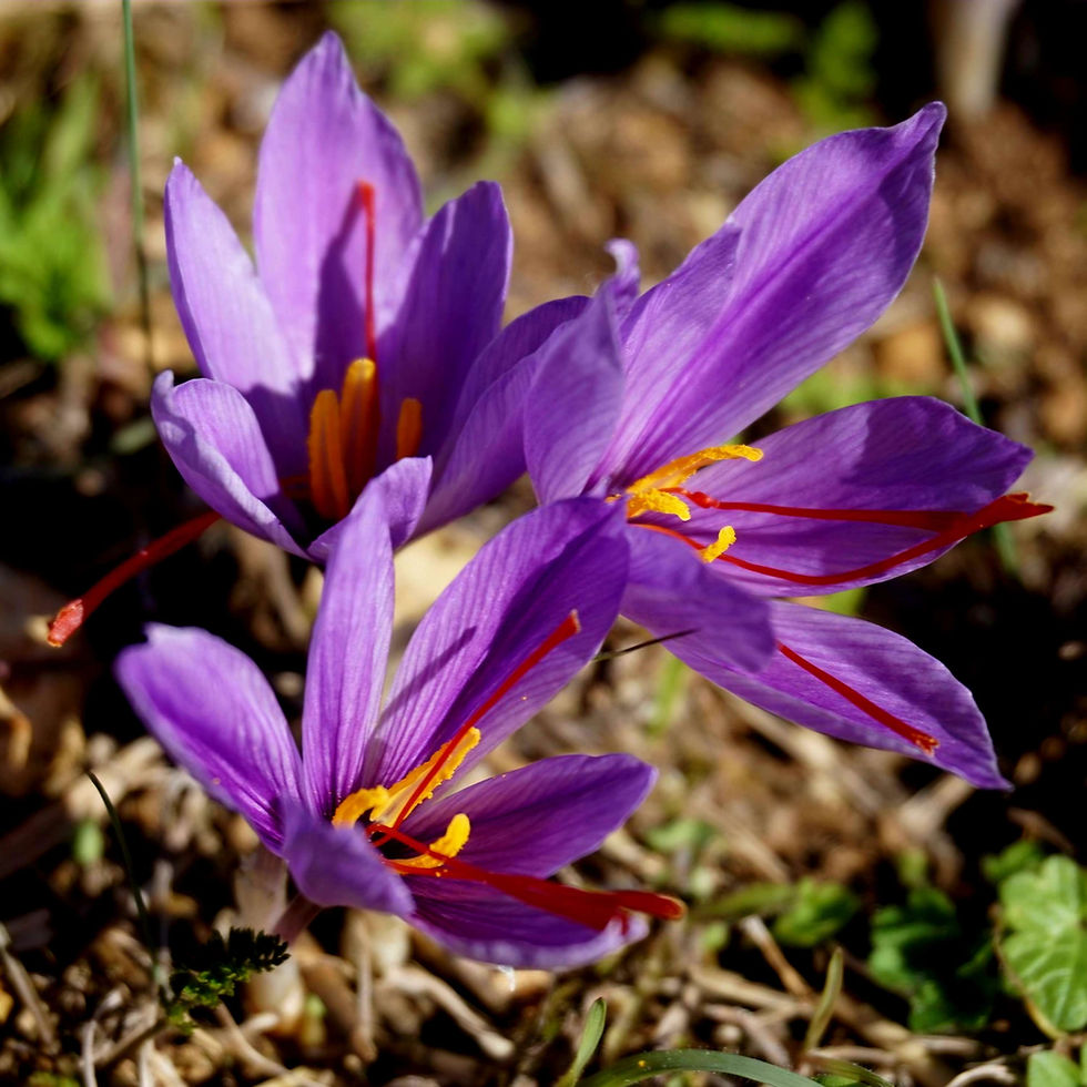 Purple saffron flowers with vibrant orange stigmas bloom in sunlight, set against earthy soil. Lush green leaves in the background.
