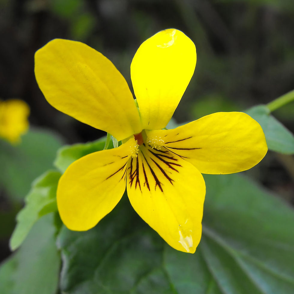 Close-up of a vibrant yellow violet flower with dark veined petals against a blurred green background, conveying a sense of natural beauty.