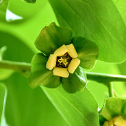 Close-up of a green persimmon flower with yellow petals and detailed stamens, set against vibrant green leaves and background.
