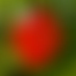 Close-up of a vibrant orange pomegranate flower with ruffled petals and a cluster of pale stamens, set against a blurred green leafy background.