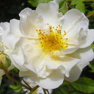 February 25th - The Musk Rose