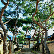 Tall Korean red pine trees arch over a stone path leading to a traditional gate. Sunlight filters through lush green leaves, creating a serene atmosphere.
