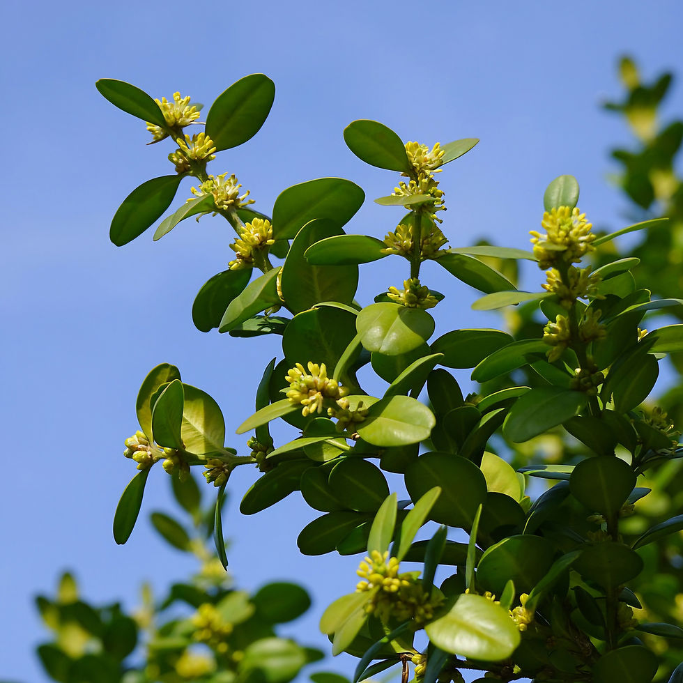 Green leaves and yellow flowers on a box tree against a clear blue sky. The scene is bright and vibrant, suggesting a sunny day.