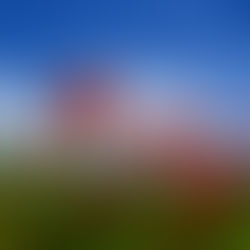 August 1st - The Red Poppy