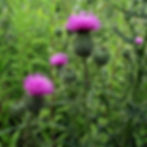 Purple thistle flowers with spiky green stems stand tall among lush green foliage, evoking a wild, natural garden setting.
