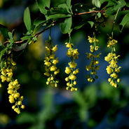Yellow Korean Barberry flowers hang from a branch with green leaves, set against a blurred natural background in shades of blue and green.