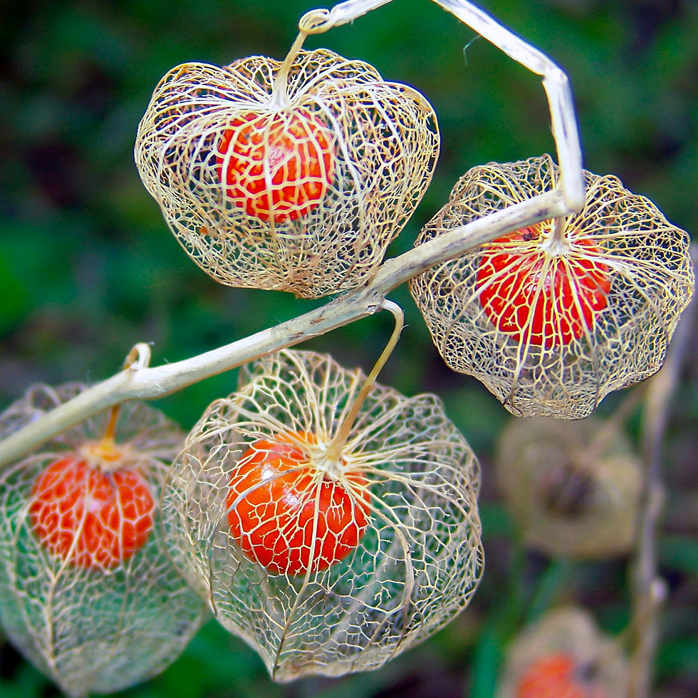 Delicate Winter Cherry plant, lacy pods enclosed with bright red berries on a branch. The background is a lush green, creating a contrast with the intricate patterns.