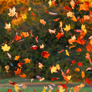 Autumn leaves in shades of orange, yellow, and red fall against a blurred green and brown background, creating a vibrant, dynamic scene.