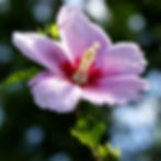 Close-up of a pink Rose of Sharon hibiscus flower with a deep red center against a blurred green background, conveying a serene, natural mood.