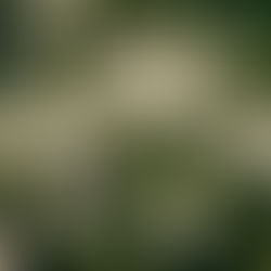 White baby’s breath flowers with buds on green stems against a blurred dark background, conveying a peaceful and delicate mood.