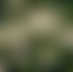 White baby’s breath flowers with buds on green stems against a blurred dark background, conveying a peaceful and delicate mood.