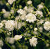 White baby’s breath flowers with buds on green stems against a blurred dark background, conveying a peaceful and delicate mood.