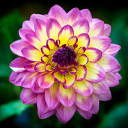 Close-up of a vibrant purple and yellow dahlia with layered petals, set against a blurred green background, conveying a calm mood.