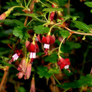 July 7th - The Gooseberry