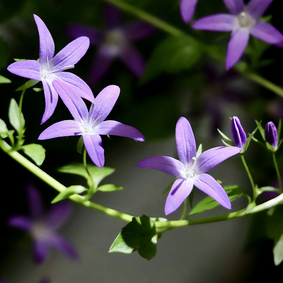Purple campanula flowers on green stems with buds, set against a dark blurred background. Bright sunlight enhances the vivid colors.