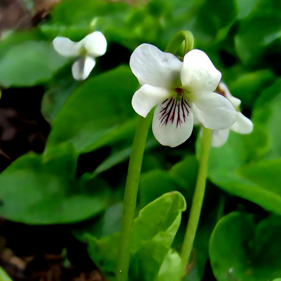 White violet flower with purple veins stands among lush green leaves, conveying a fresh and tranquil mood.