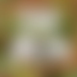 January 6th - The White Violet