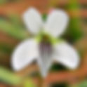 January 6th - The White Violet