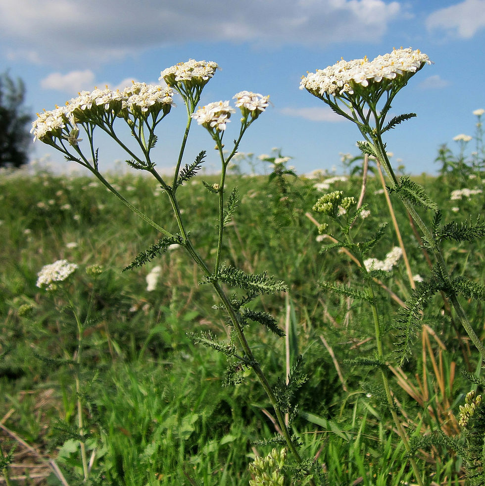 White yarrow flowers in a green meadow under a partly cloudy blue sky. The scene is bright and calm, with lush grass surrounding the flowers.