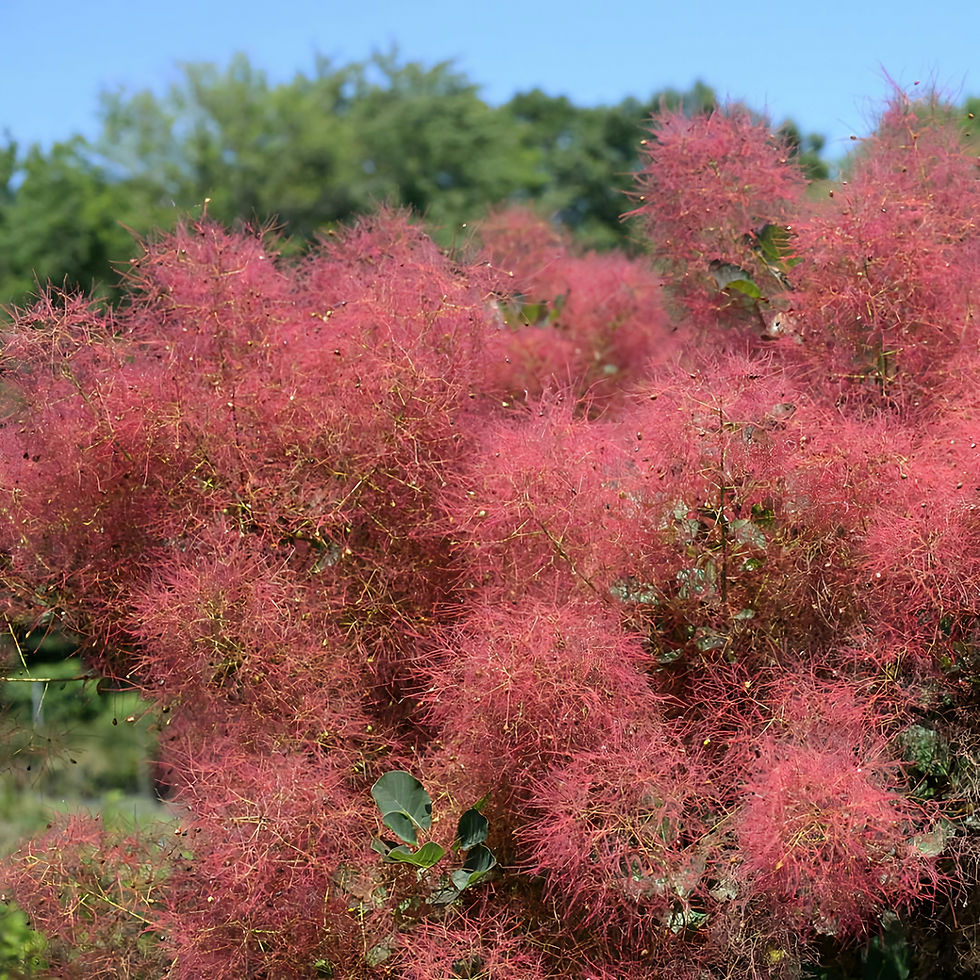 European Smoketree with fluffy pink flowers and green leaves against a blue sky. The vibrant colors create a cheerful, natural scene.