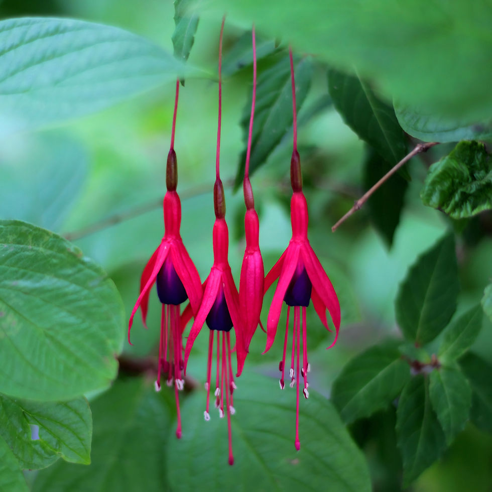 May 22nd - The Lady's Eardrops