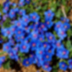 Vibrant blue scarlet pimpernel flowers with pink centers and yellow stamens in a green garden setting, creating a lively and colorful display.
