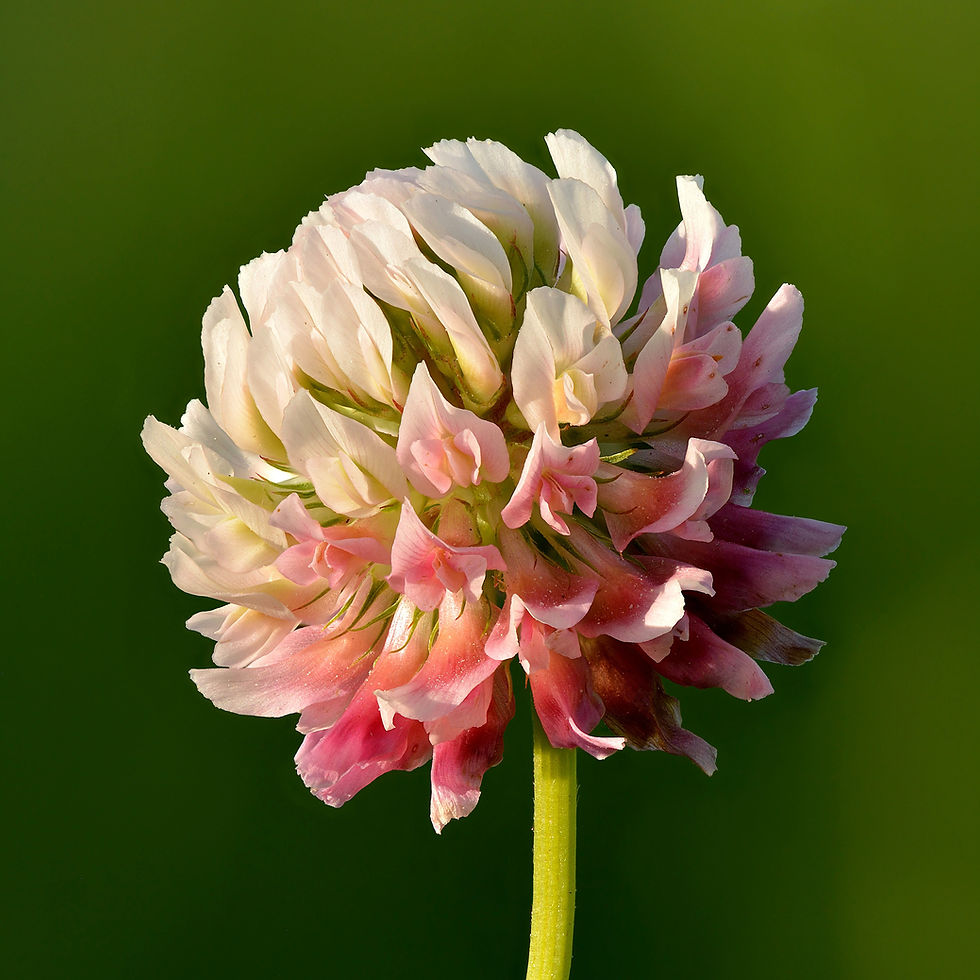 Close-up of a red clover flower against a green background. The petals are soft and layered, creating a serene, natural atmosphere.