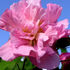 Close-up of a vibrant pink confederate rose flower against a clear blue sky. The petals are layered and delicate, exuding a serene beauty.