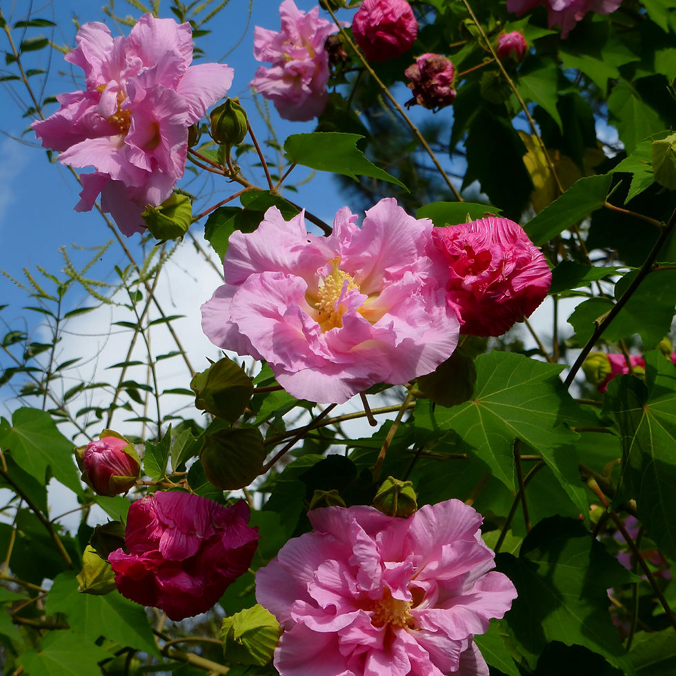 Pink confederate rose flowers bloom against a blue sky, surrounded by green leaves. The scene evokes a fresh and vibrant mood.