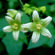 Two green and white striped bryony flowers with yellow centers against a lush green leafy background, conveying a fresh and serene mood.