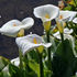 White calla lilies with yellow centers in a garden. Green leaves surround the flowers, set against a dark, blurred background.