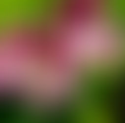 April 24th - The Regal Geranium