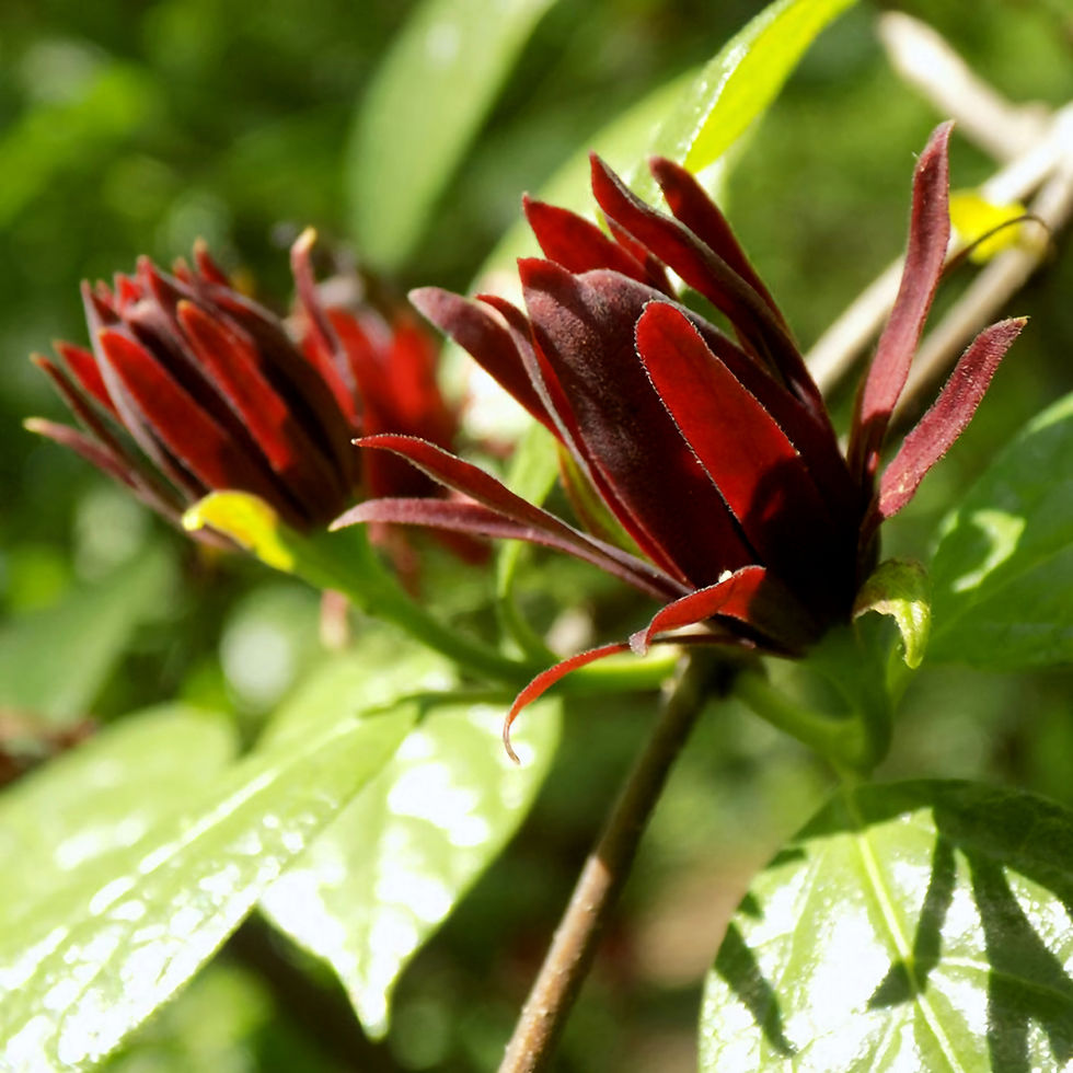Red Carolina Allspice with curled petals and green leaves against a blurred green background, creating a vibrant and natural scene.